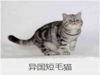 苏州驰峰电子科技有限公司