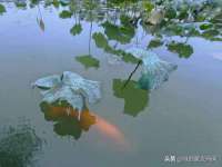 苏州驰峰电子科技有限公司