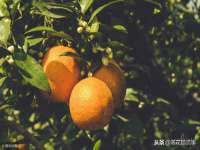 苏州驰峰电子科技有限公司