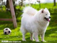 苏州驰峰电子科技有限公司